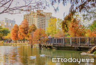 高雄市中心免費落羽松景點現在正美