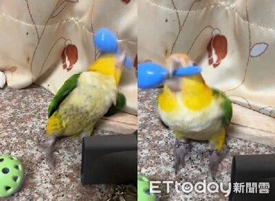 凱克玩搖鈴「興奮到模糊」　嗨跳抖抖舞迷之震動超ㄎㄧㄤ