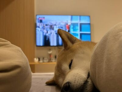 看霍諾德攀101狂冒手汗！視網膜PO照「愛犬緊閉雙眼」網超感同身受