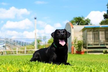 英姿曝光！台中2搜救犬榮退　依法辦理領養