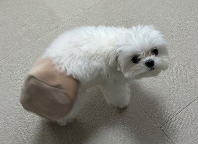 「尾巴掛勾」卡玩具拿不掉　汪禮貌找爸：可以幫幫我嗎？