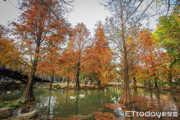 ▲▼高雄凹子底森林公園落羽松松。（圖／記者蔡玟君攝）