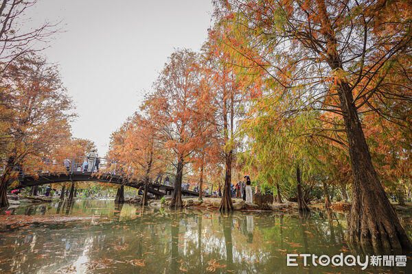 ▲▼高雄凹子底森林公園落羽松松。（圖／記者蔡玟君攝）