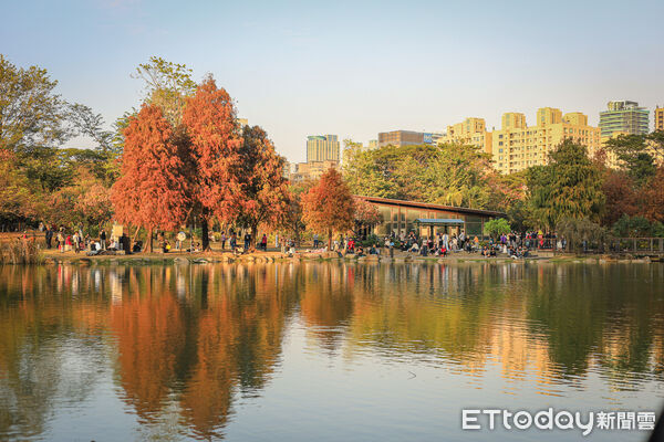 ▲▼高雄凹子底森林公園落羽松松。（圖／記者蔡玟君攝）