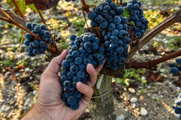 ▲Penfolds 奔富珍釀系列新年份登場。（圖／品牌提供）