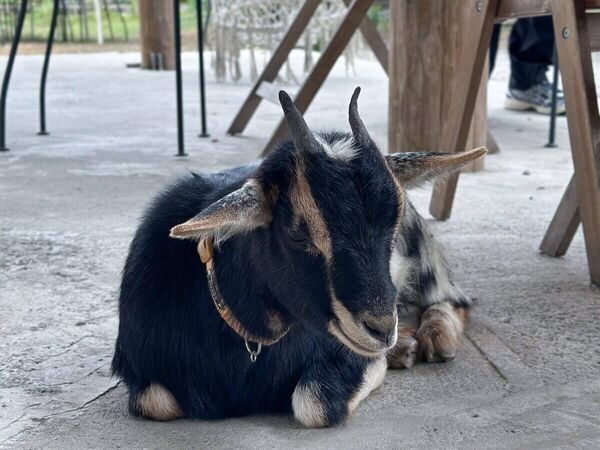 ▲▼后里3大人間仙境一次玩。（圖／ReadyGo提供）