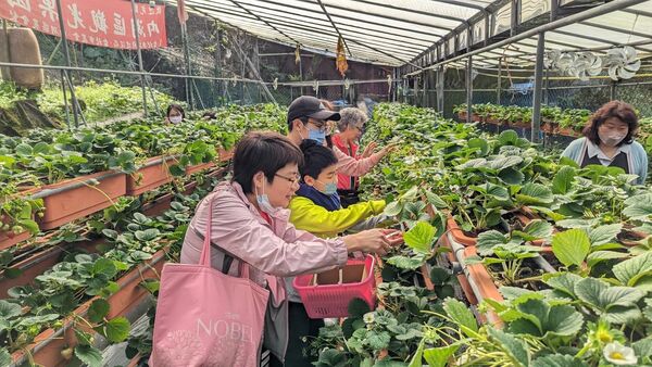 ▲白石湖社區採草莓。（圖／北市府提供）