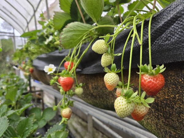 ▲白石湖社區採草莓。（圖／北市府提供）