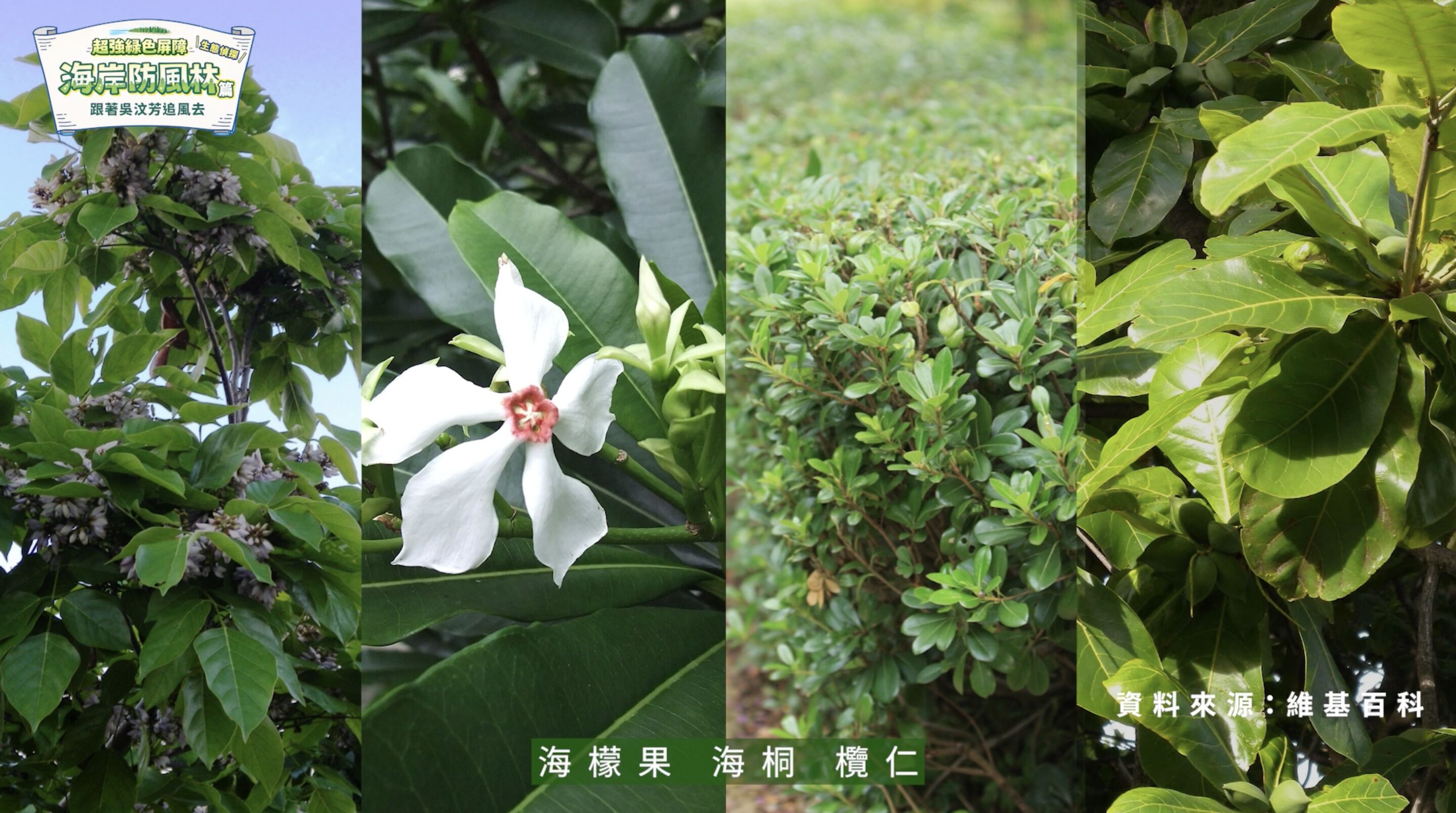 ▲▼中華電信,桃園,蘆竹,植樹,防風林,海岸,吳汶芳,ESG。（圖／翻攝自影片）