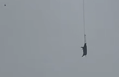 「二師兄」驚魂高掛電線！　無人機吊豬出包全村斷電10小時