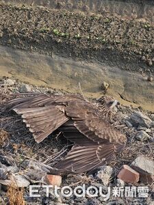 一年捕食千鼠！屏東黑鳶幼鳥疑中毒倒臥田間   緊急送醫搶救