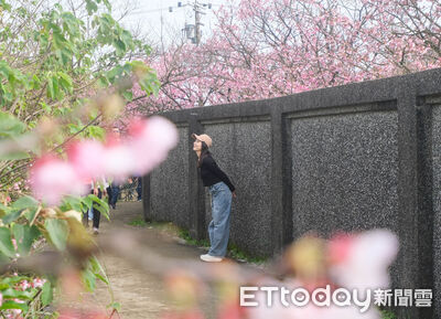 陽明山櫻花巷現況直擊　順遊鵝尾山