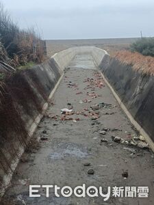 苗栗海邊大排驚見上百隻病死雞     擴大追查方圓3km內無良業者