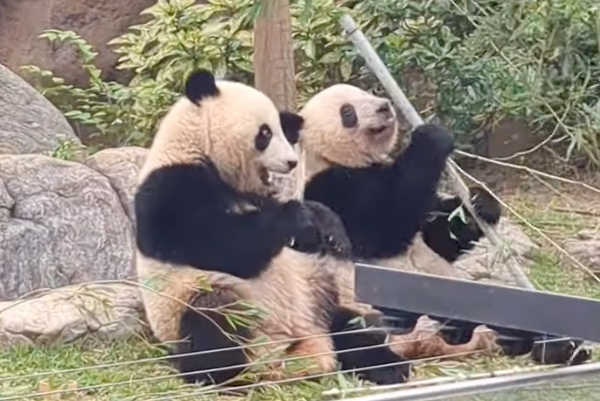 ▲▼ 旅日雙胞胎大貓熊「曉曉」與「蕾蕾」今（25）日最後一天的公開亮相            。（圖／翻攝 百度）