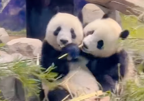 ▲旅日雙胞胎大貓熊「曉曉」與「蕾蕾」25日最後一天的公開亮相。（圖／翻攝 百度）