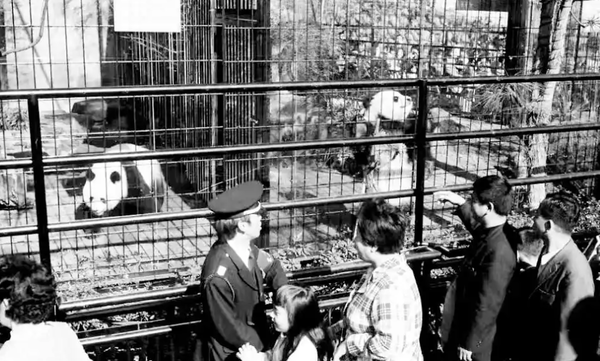 ▲▼  1972年，&ldquo;康康&rdquo;&ldquo;蘭蘭&rdquo;在上野動物園與日本民眾見面。           。（圖／翻攝 百度）