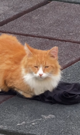 壯漢健身被流浪貓亂入。（圖／翻攝自IG@the_island_keeper）