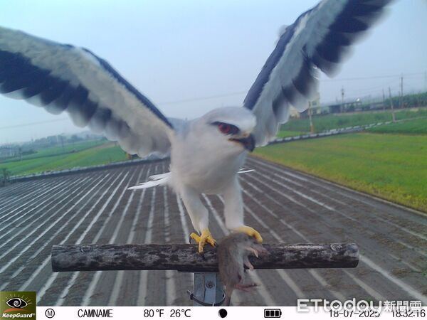 ▲新吉段黑翅鳶捕鼠。（圖／新園鄉公所提供）