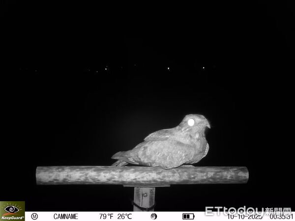 ▲新吉段黑翅鳶捕鼠。（圖／新園鄉公所提供）