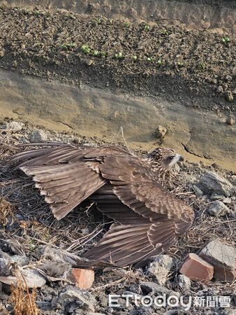 ▲新吉段黑翅鳶捕鼠。（圖／新園鄉公所提供）