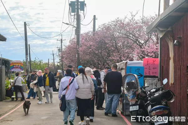 ▲平菁街櫻花巷1/25花況,櫻花,寒櫻,陽明山。（圖／記者彭懷玉攝）