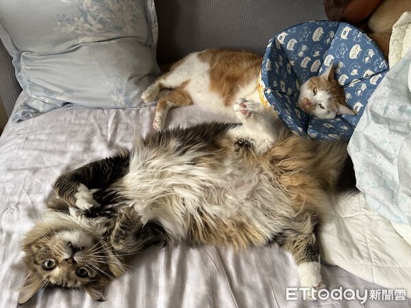 ▲▼「影帝」橘貓裝可憐！一整晚隔空洗臉　趁媽不在家「拆封印」（圖／網友Phina提供，請勿隨意翻拍，以免侵權。）