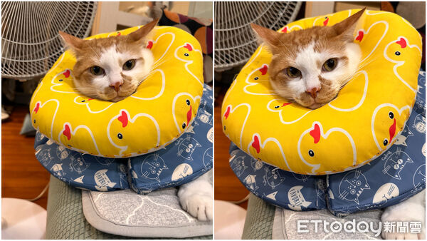 ▲▼「影帝」橘貓裝可憐！一整晚隔空洗臉　趁媽不在家「拆封印」（圖／網友Phina提供，請勿隨意翻拍，以免侵權。）