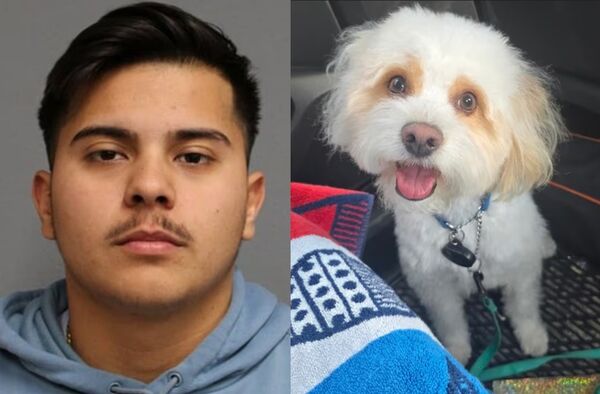 「不喜歡女友的狗」22警趁女友外出旅行　下毒害3歲犬內出血亡