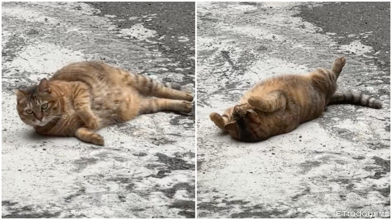 ▲▼鄰居養的虎斑曬日光浴。（圖／李姓網友提供，請勿隨意翻拍，以免侵權。）