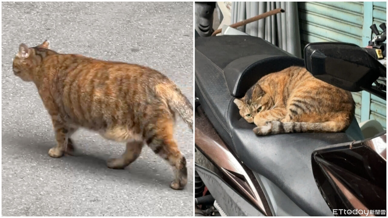 ▲▼鄰居養的虎斑曬日光浴。（圖／李姓網友提供，請勿隨意翻拍，以免侵權。）