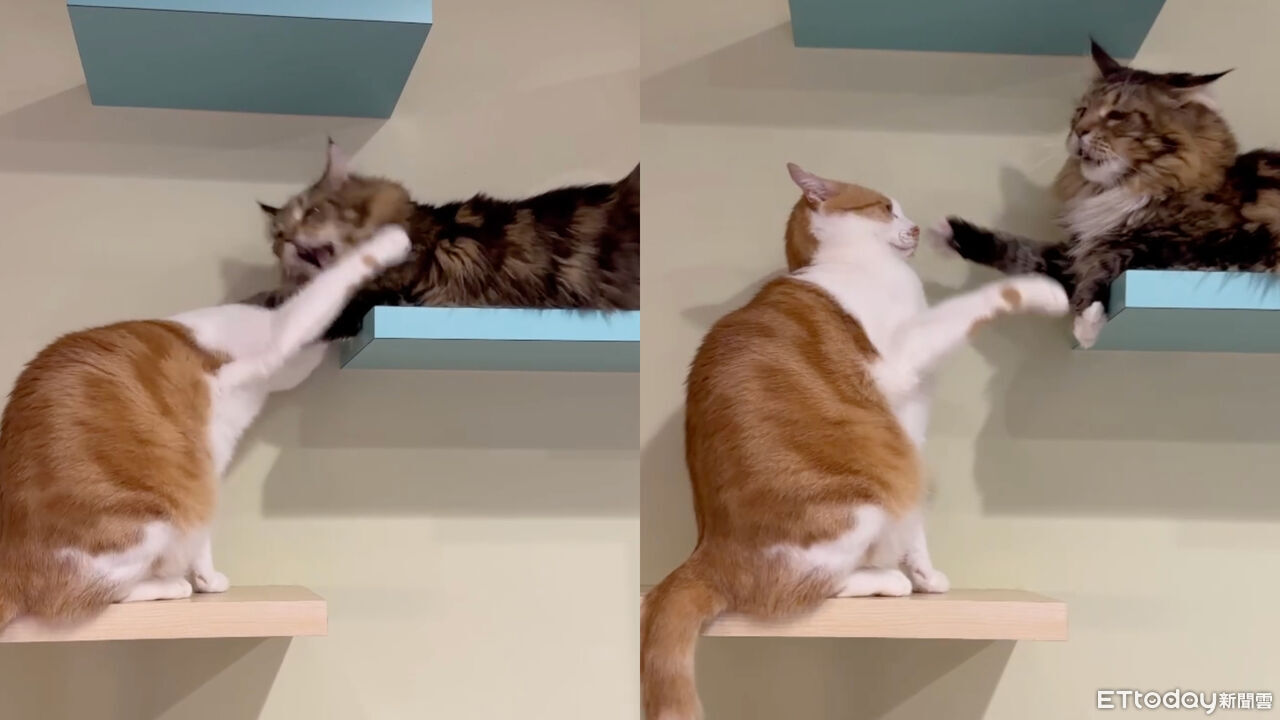 ▲▼兩貓跳台上上演「靈魂交換儀式」。（圖／林姓網友提供，請勿隨意翻拍，以免侵權。）