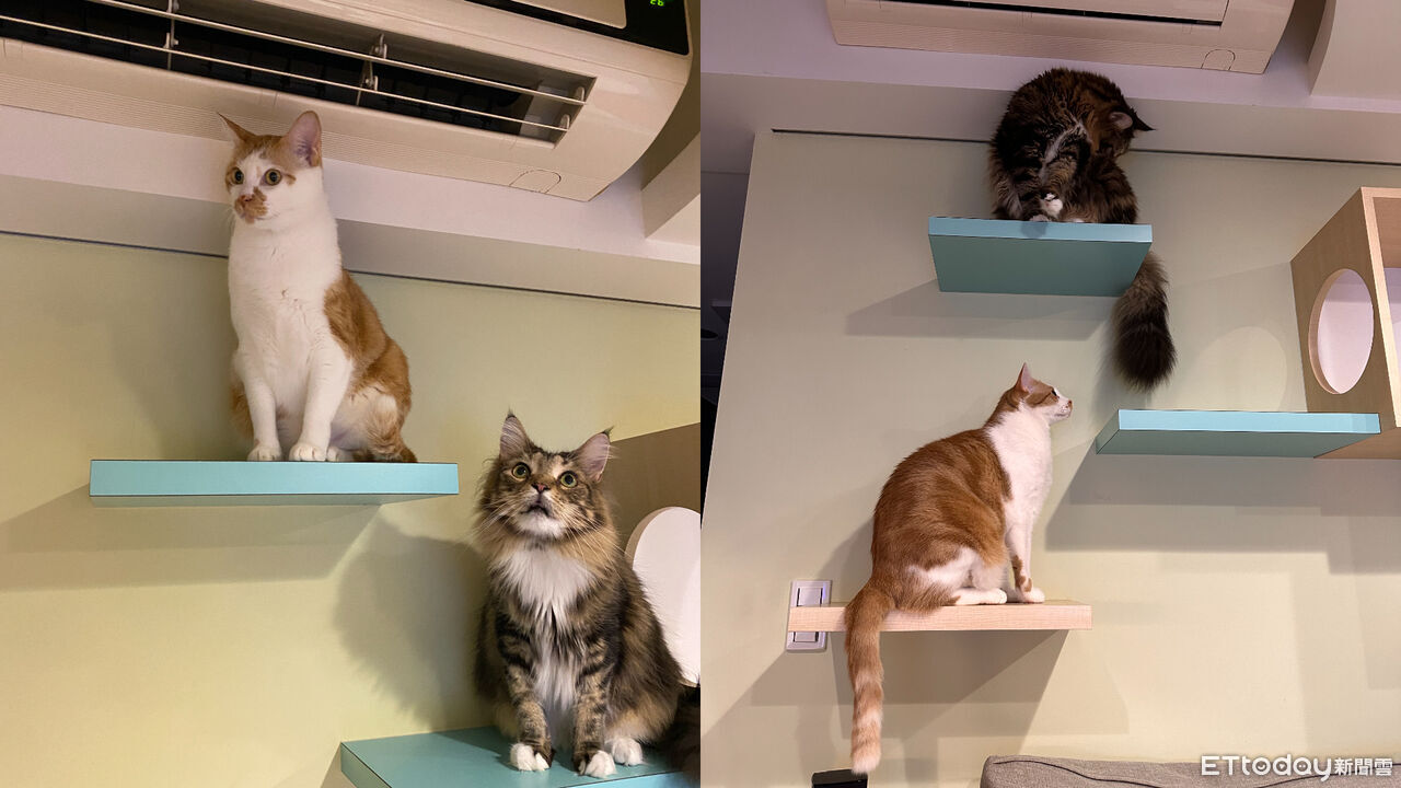 ▲▼兩貓跳台上上演「靈魂交換儀式」。（圖／林姓網友提供，請勿隨意翻拍，以免侵權。）