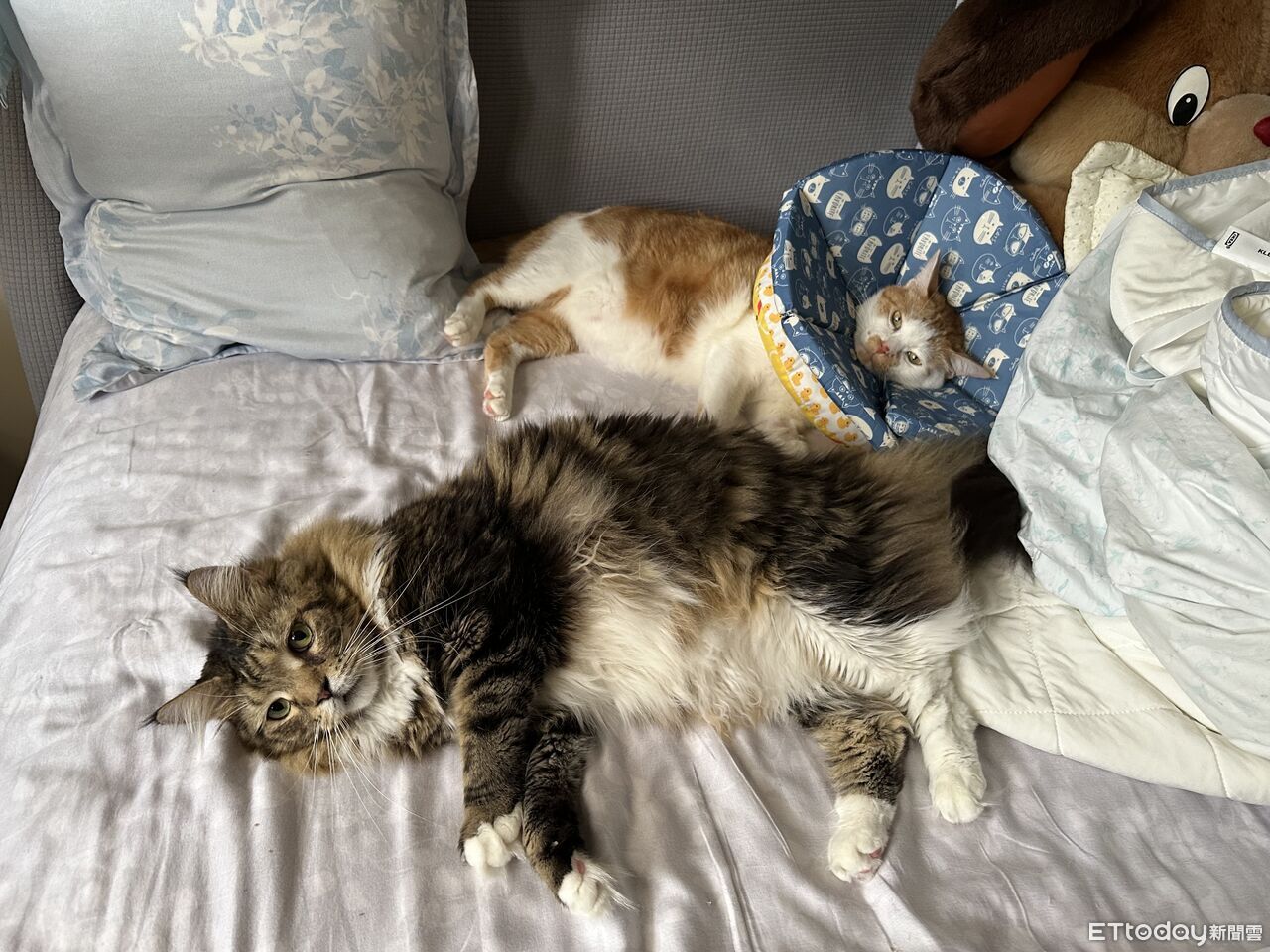 ▲▼兩貓跳台上上演「靈魂交換儀式」。（圖／林姓網友提供，請勿隨意翻拍，以免侵權。）