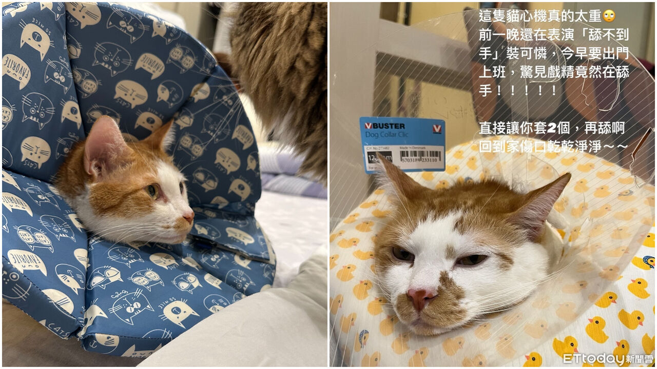 ▲▼「影帝」橘貓裝可憐！一整晚隔空洗臉　趁媽不在家「拆封印」（圖／網友Phina提供，請勿隨意翻拍，以免侵權。）