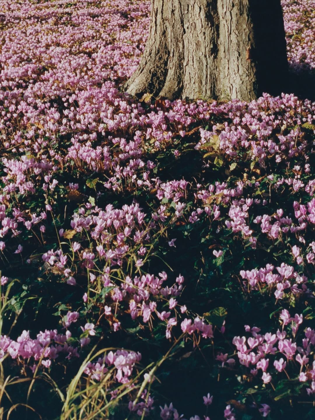 ▲香奈兒高級訂製服前導。（圖／品牌提供）