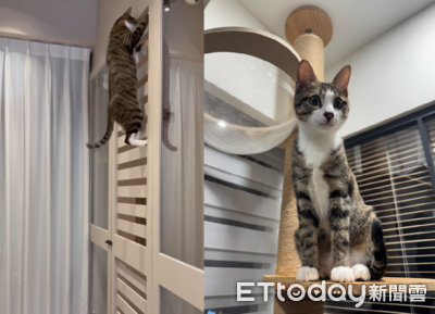 調皮虎斑貓每天爬門練肌肉　奴才笑：我家也有霍諾德