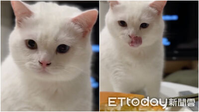 異瞳胖貓被麵包召喚！猛盯3秒忍不住「光速舔嘴」