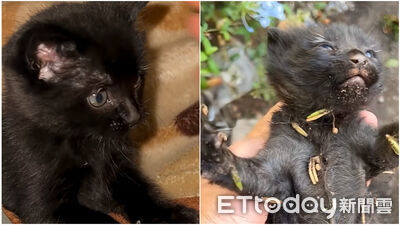 路邊撈起「僵硬小黑炭」　奇蹟甦醒大口喝奶：結局超溫暖