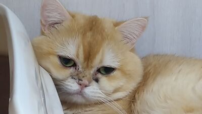 「幼貓變病貓」鬧糾紛　新北動保處：飼主應負責