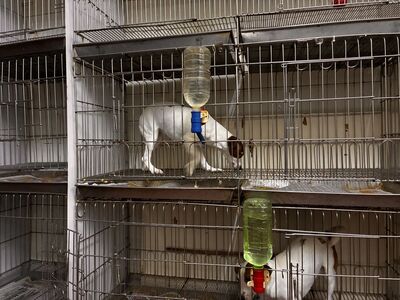 狗狗根本動不了！寵物店「籠子太小」　動保處依法開罰