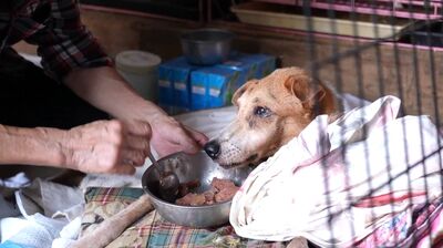 幫助3萬浪浪撐過寒冬！台灣動物緊急救援小組集結善心「募捐年夜飯」