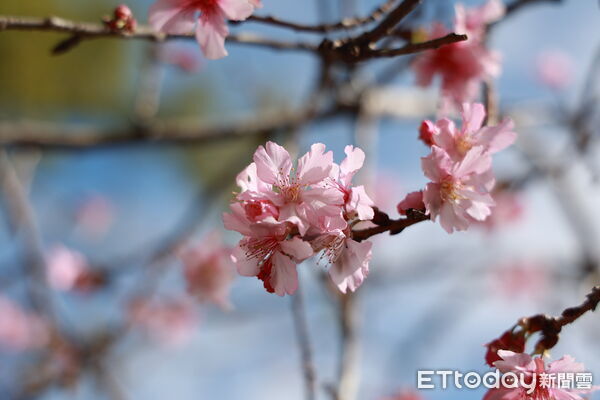 ▲鹿谷「櫻花冬筍季」登場，春遊南投賞櫻、品筍、泡溫泉。（圖／南投縣政府提供）