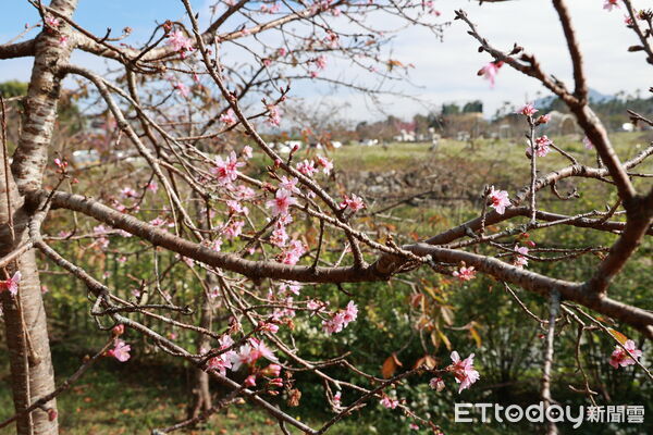 ▲鹿谷「櫻花冬筍季」登場，春遊南投賞櫻、品筍、泡溫泉。（圖／南投縣政府提供）