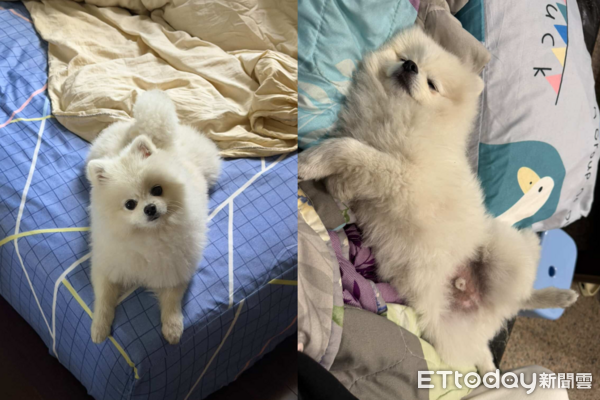 奴才關注霍諾德，狗狗等出門超無奈。（圖／Threads@lovequby1220提供）