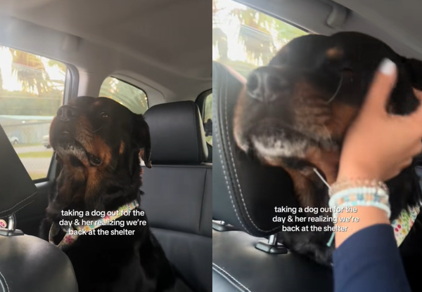 黑狗開心出遊發現「被載回收容所」　秒露哀傷眼神700萬網心碎。（圖／翻攝自TikTok／emmaaaa00006）