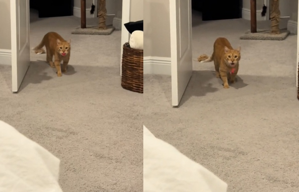 橘貓叼球跑進房間意外撞見主人　嚇到「張嘴嘴定格」石化場面曝。（圖／翻攝自TikTok／fenway.and.friend）