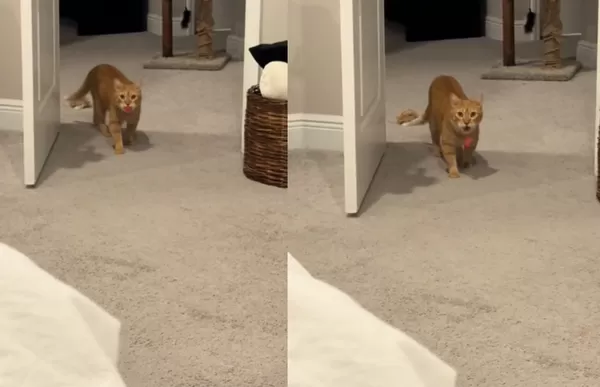 橘貓叼球跑進房間意外撞見主人　嚇到「張嘴嘴定格」石化場面曝。（圖／翻攝自TikTok／fenway.and.friend）