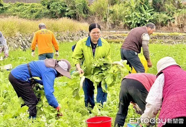 ▲台東關山月眉里拔蘿蔔成年度盛事。（圖／記者楊晨東翻攝）
