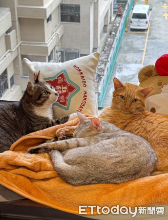 霍諾德貓咪。（圖／飼主提供）