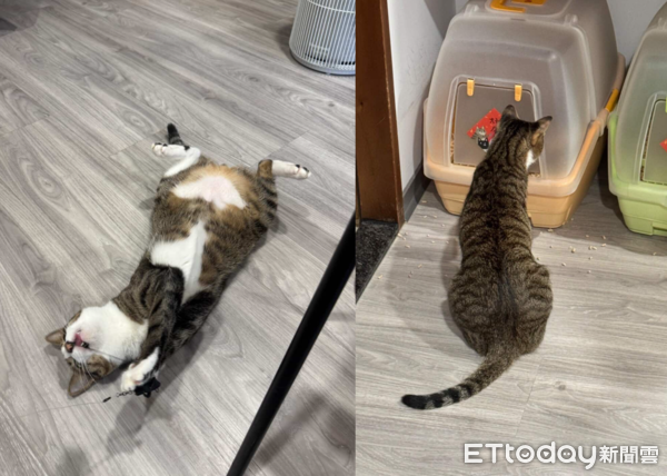 霍諾德貓咪。（圖／飼主提供）